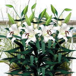 Oriental Lily Mount Aspiring Bulbs  2