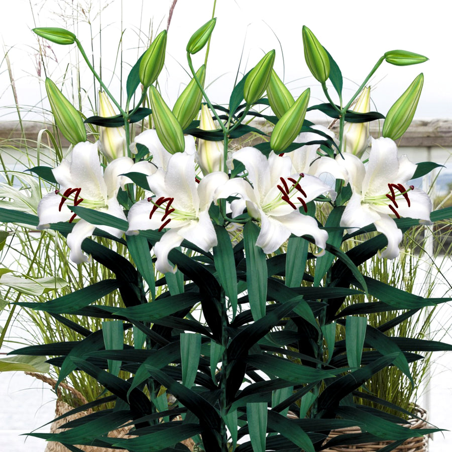 Oriental Lily Mount Aspiring Bulbs  2