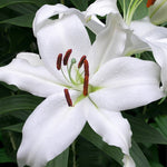 Oriental Lily Mount Aspiring Bulbs  3