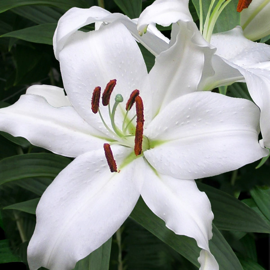 Oriental Lily Mount Aspiring Bulbs  3