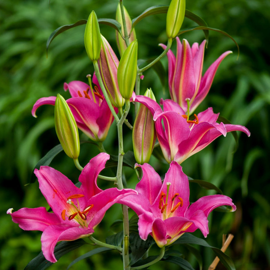 Oriental Lily Mount Cook Bulbs  2
