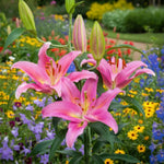 Oriental Lily Mount Cook Bulbs  3