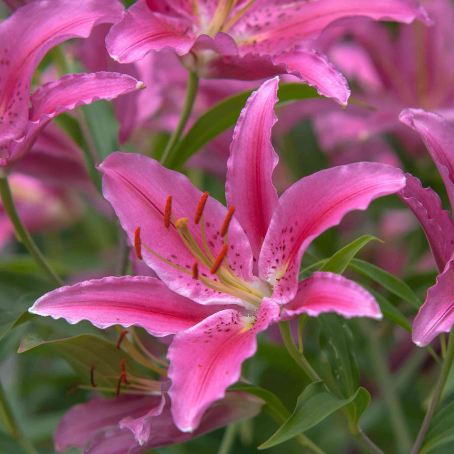 Oriental Lily Mount Cook Bulbs  4