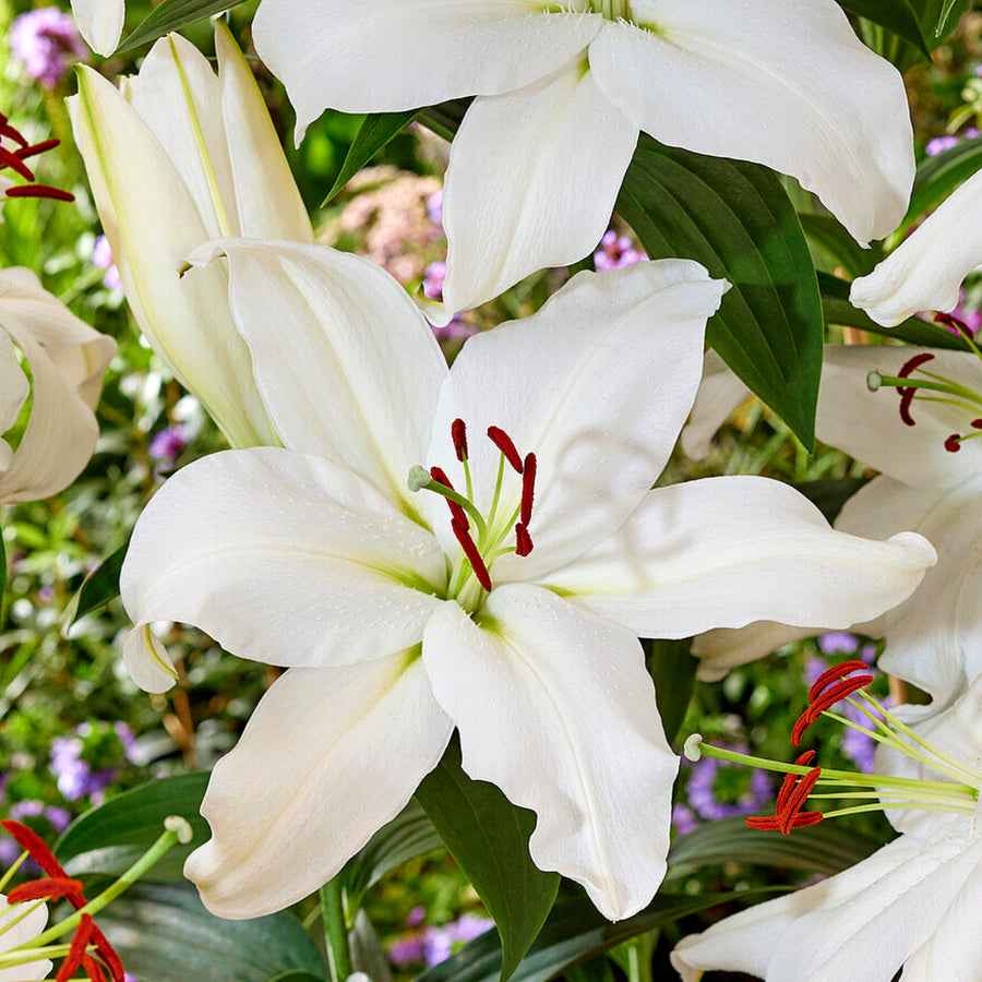 Oriental Lily Summer Mix Bulbs ORNTELLIYSNWY-oriental lily snowy mountain lilium summer flowering bulb - image5 5