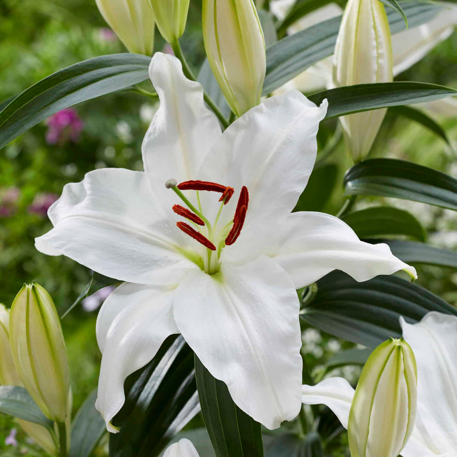 Oriental Lily Snowy Mountain Bulbs  2