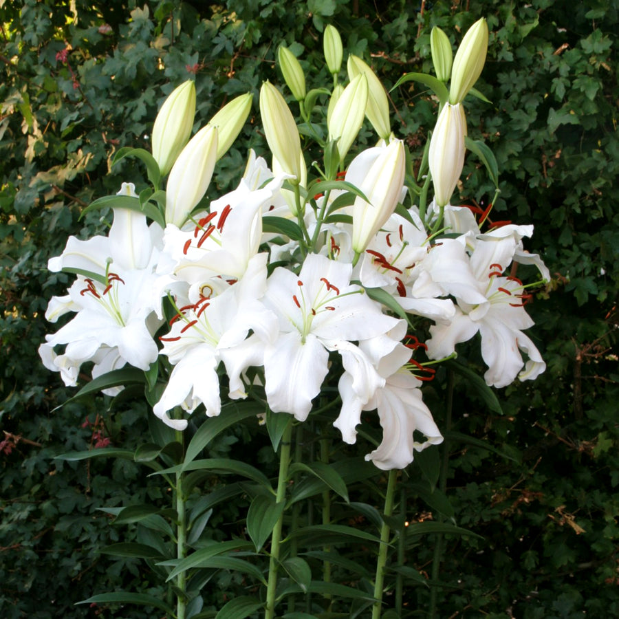 Oriental Lily Snowy Mountain Bulbs  3