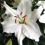 Oriental Lily Snowy Mountain Bulbs  1