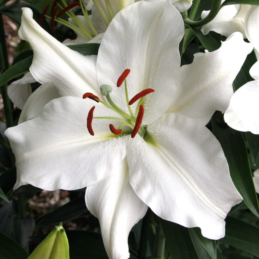 Oriental Lily Snowy Mountain Bulbs  1