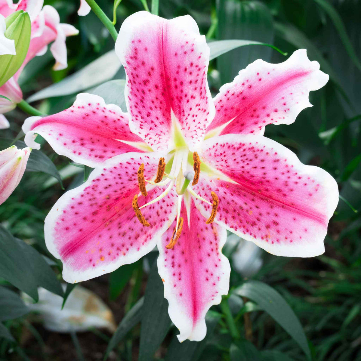 Oriental Lily Summer Bulbs ORNTELLIYSTAR-oriental lily mount aspiring lilium summer flowering bulb - image5 6