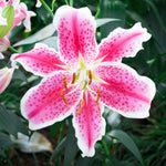 Oriental Lily Summer Bulbs ORNTELLIYSTAR-oriental lily mount aspiring lilium summer flowering bulb - image5 6