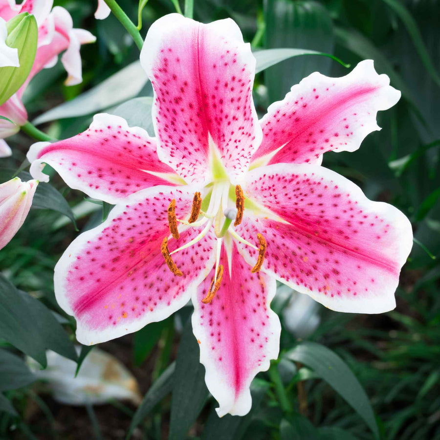 Oriental Lily Summer Mix Bulbs ORNTELLIYSTAR-oriental lily mount aspiring lilium summer flowering bulb - image5 6