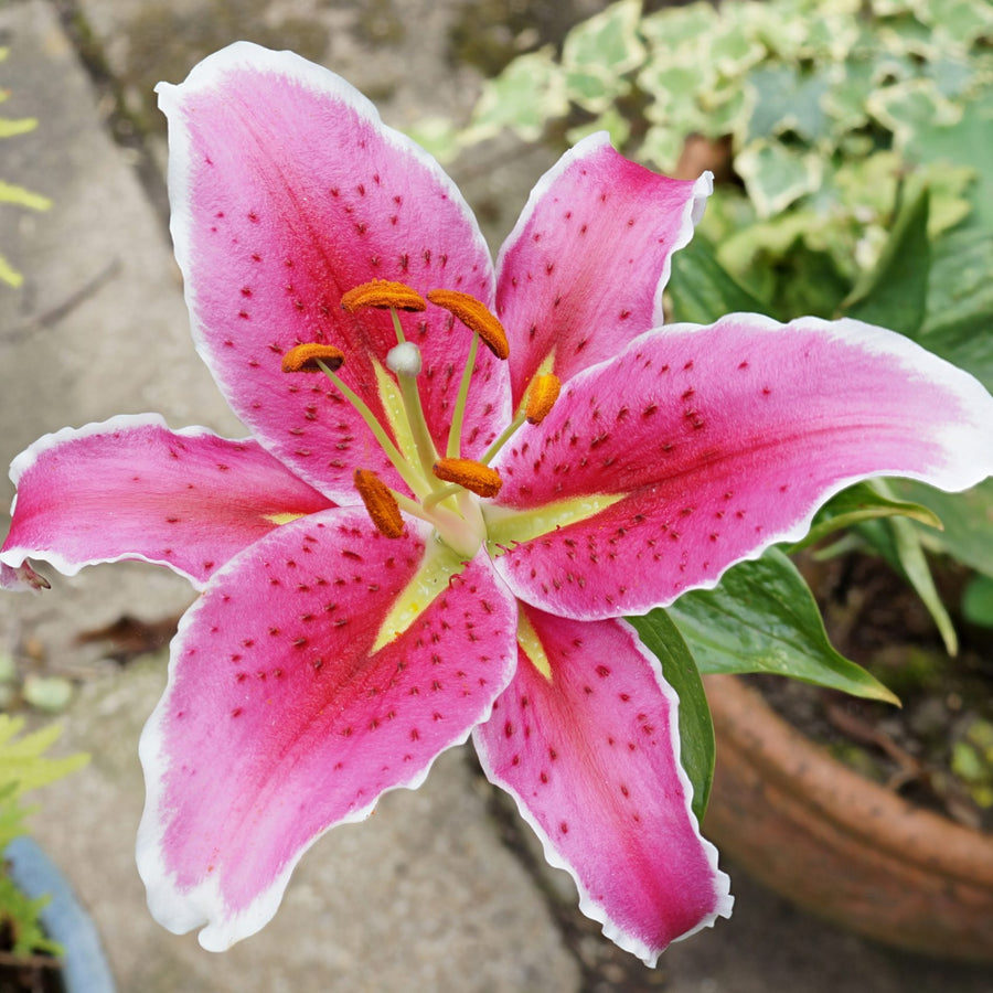 Oriental Lily Stargazer Bulbs  2