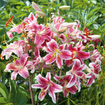 Oriental Lily Stargazer Bulbs  3