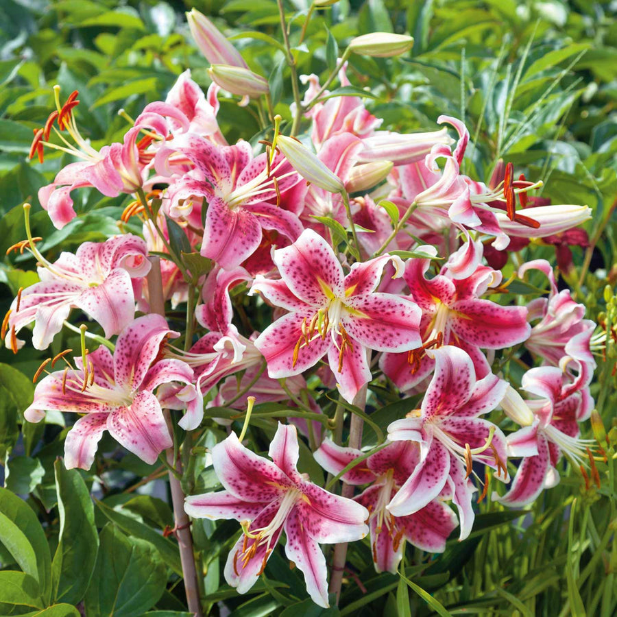 Oriental Lily Stargazer Bulbs  3