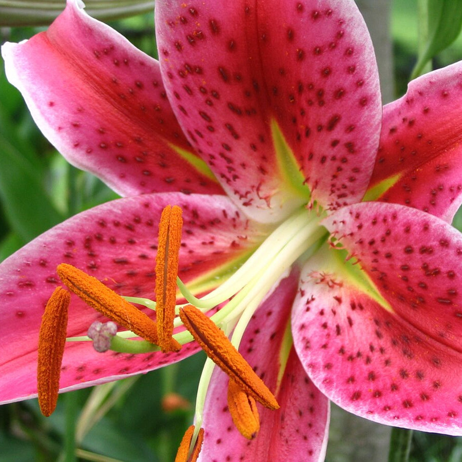 Oriental Lily Stargazer Bulbs  1