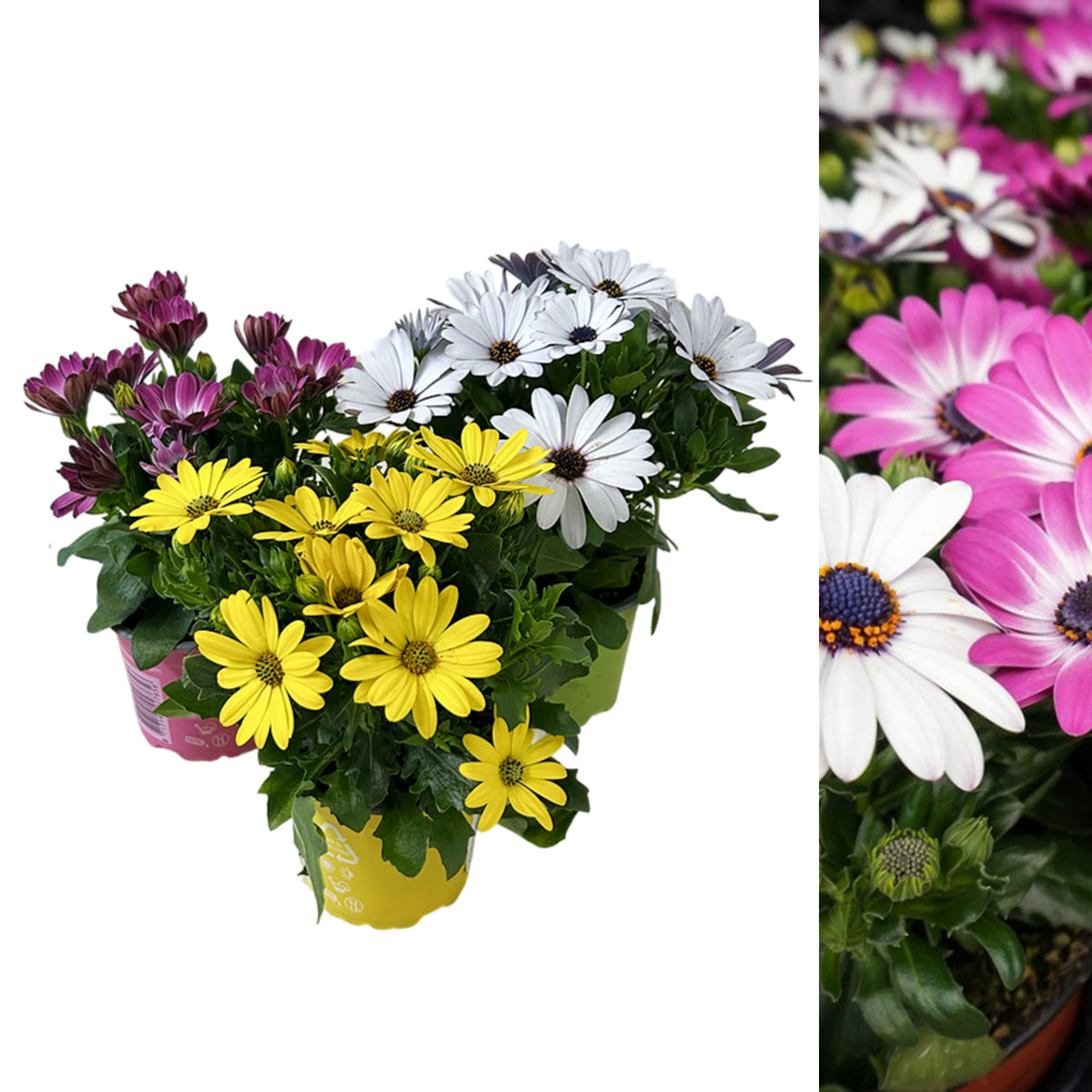 Osteospermum Mixed Plants A collection of osteospermum plants in small pots with yellow, white, and purple daisy-like flowers, displayed against a white background. 2