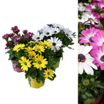 Osteospermum Mixed Plants A collection of osteospermum plants in small pots with yellow, white, and purple daisy-like flowers, displayed against a white background. 2