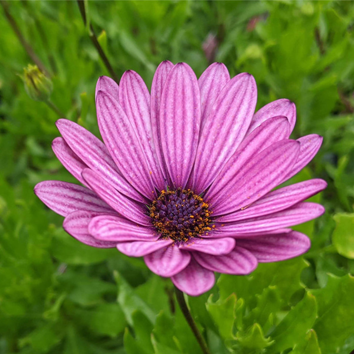 Osteospermum Mixed Plants Close-up of a single purple osteospermum flower in bloom, with green foliage in the background. 3
