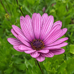 Osteospermum Mixed Plants Close-up of a single purple osteospermum flower in bloom, with green foliage in the background. 3