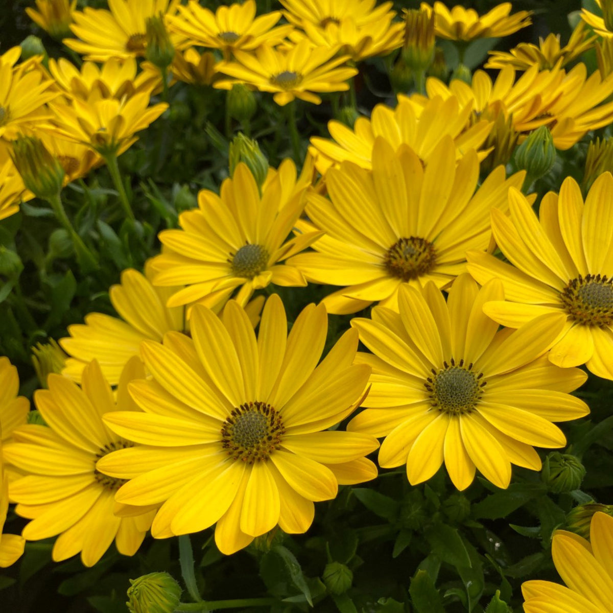 Osteospermum Mixed Plants Cluster of vibrant yellow osteospermum flowers in full bloom, filling the frame. 4