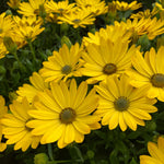 Osteospermum Mixed Plants Cluster of vibrant yellow osteospermum flowers in full bloom, filling the frame. 4