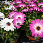 Osteospermum Mixed Plants A vibrant mix of pink and white osteospermum blooms in small pots, showing the flowers' distinct daisy shape and dark central disc. 5