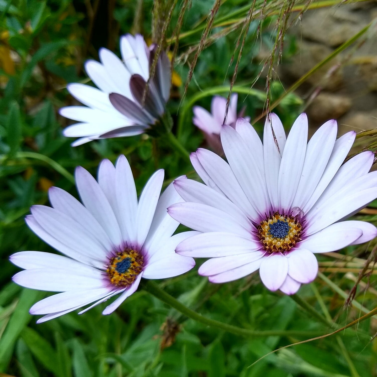 Osteospermum Mixed Plants Pale lavender-white osteospermum flowers with dark blue and yellow centres, growing amongst green grassy foliage. 6