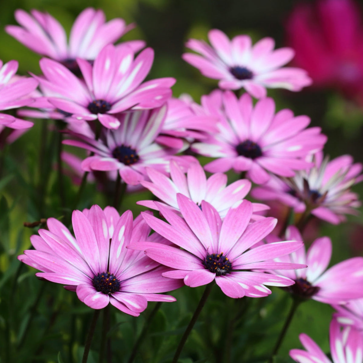 Osteospermum Mixed Plants Group of vivid pink osteospermum flowers with white and purple centres, in full bloom outdoors. 7