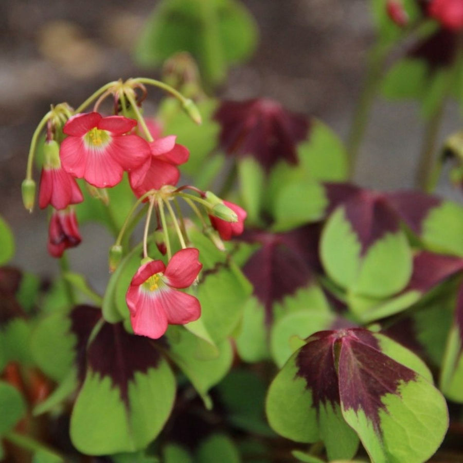 Oxalis deppei Iron Cross Pink Bulbs Oxalis deppei Iron Cross Pink Bulbs image1 1