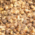 Oxalis deppei Iron Cross Pink Bulbs Oxalis deppei Iron Cross Pink Bulbs image2 2