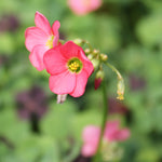 Oxalis deppei Iron Cross Pink Bulbs Oxalis deppei Iron Cross Pink Bulbs image4 4