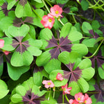 Oxalis deppei Iron Cross Pink Bulbs Oxalis deppei Iron Cross Pink Bulbs image3 3