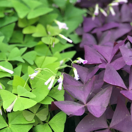 Close-up of Oxalis false shamrock with a mix of bright green and deep purple triangular leaves, and delicate pale pink buds.