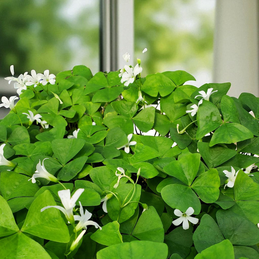 Oxalis False Shamrock Indoor Plant