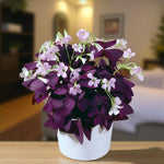 Oxalis False Shamrock Oxalis false shamrock with rich purple foliage and soft pink blooms, displayed in a white pot indoors. 3
