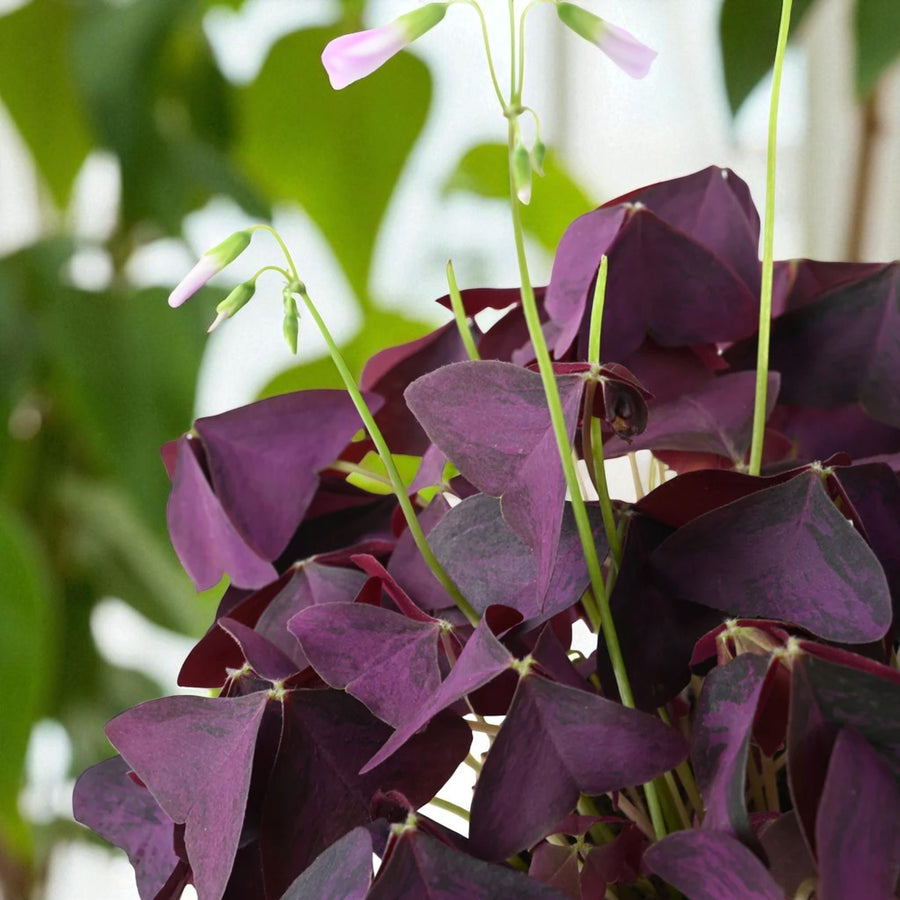Oxalis False Shamrock Detailed view of deep purple Oxalis false shamrock leaves with delicate pale pink buds emerging. 5