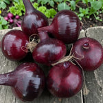 Onion Red Barron  3