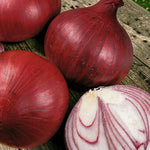 Onion Red Barron  1