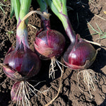 Onion Red Barron  2