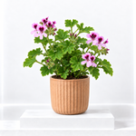 Orange Fizz Scented Geranium Plant  1