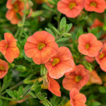 Orange Calibrachoa Trailing Bedding Plants  1