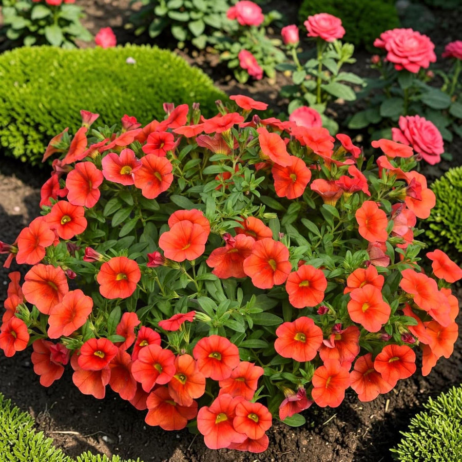 Orange Calibrachoa Trailing Bedding Plants  2