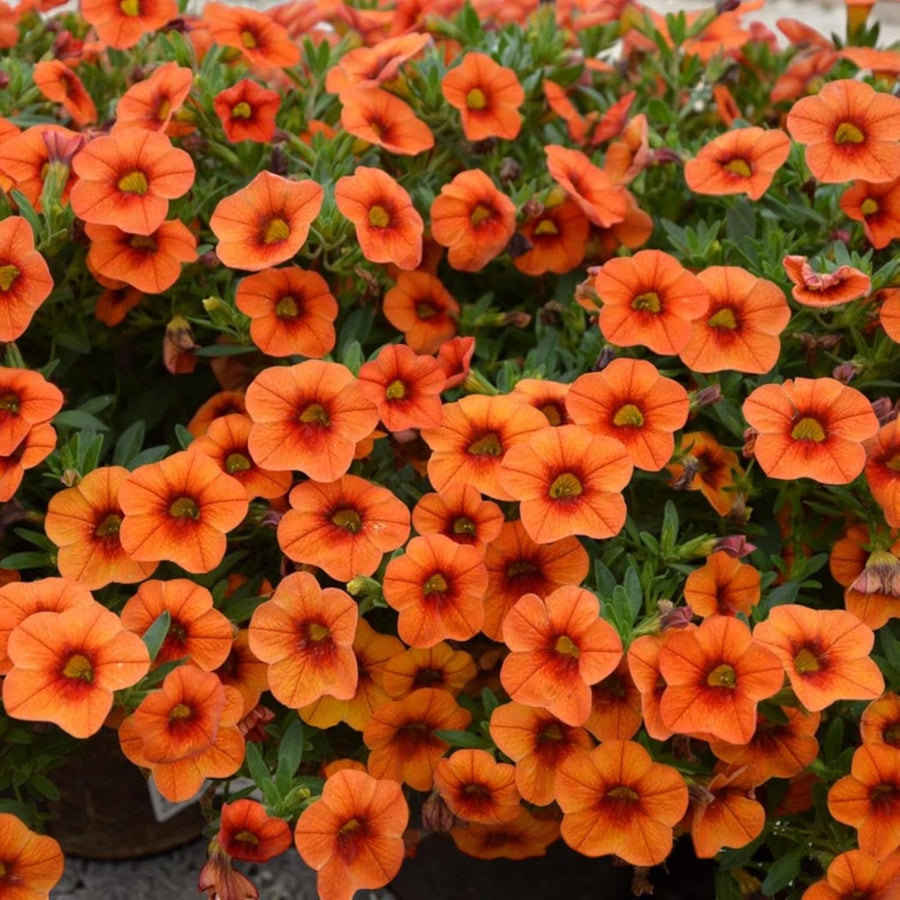 Orange Calibrachoa Trailing Bedding Plants  3
