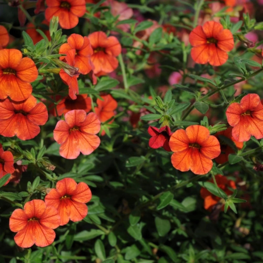 Orange Calibrachoa Trailing Bedding Plants  4