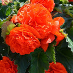 Begonia Summer Bedding Plant Cluster of vivid orange double begonia flowers with lush green foliage, blooming together. 5
