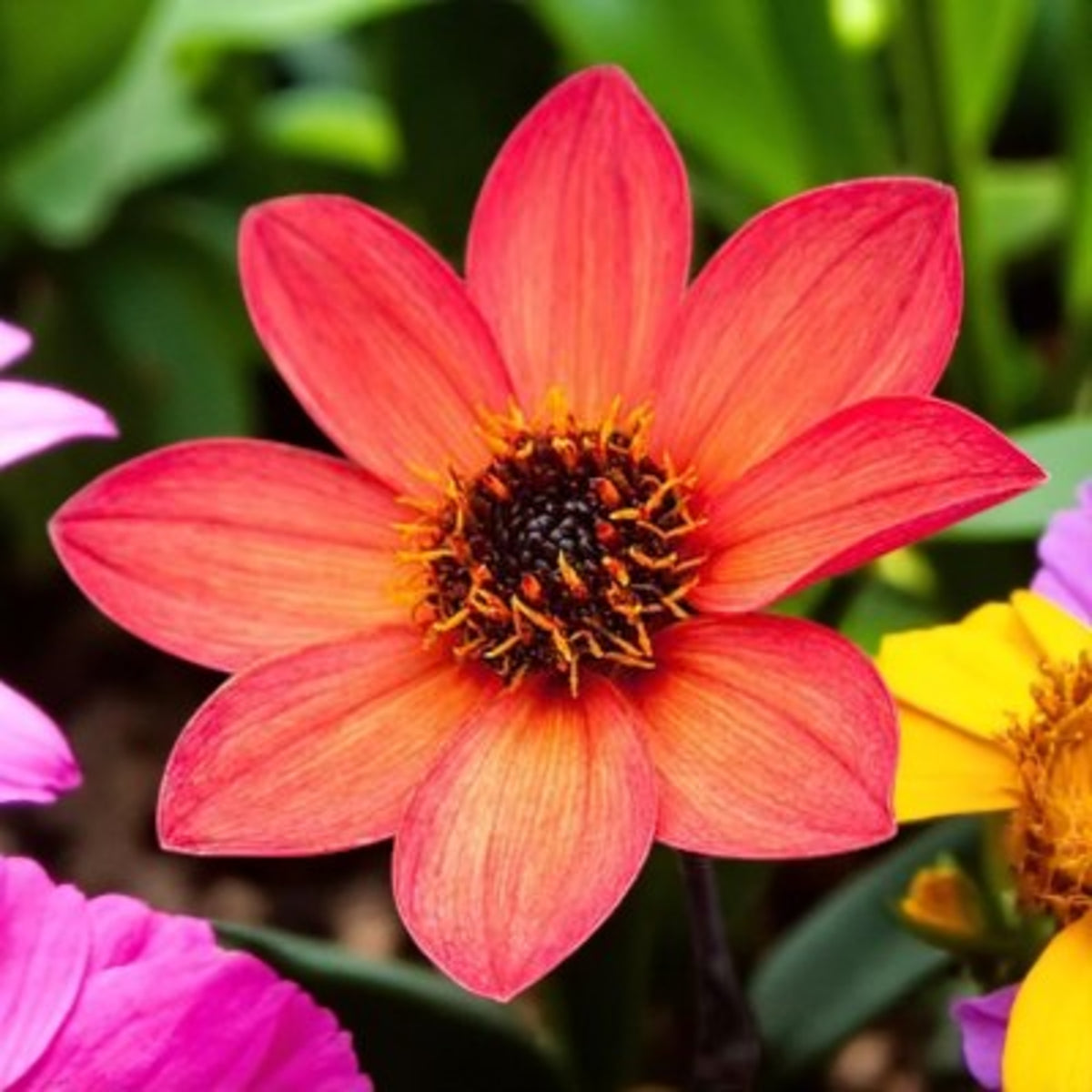 Dahlia Happy Days Close up dahlia orange red flowers with blurred garden background.  2