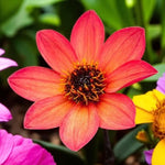 Dahlia Happy Days Close up dahlia orange red flowers with blurred garden background.  2