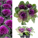 Ornamental Cabbage Plants - Red Pigeon  2