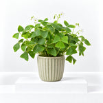 Oxalis False Shamrock Mix  3