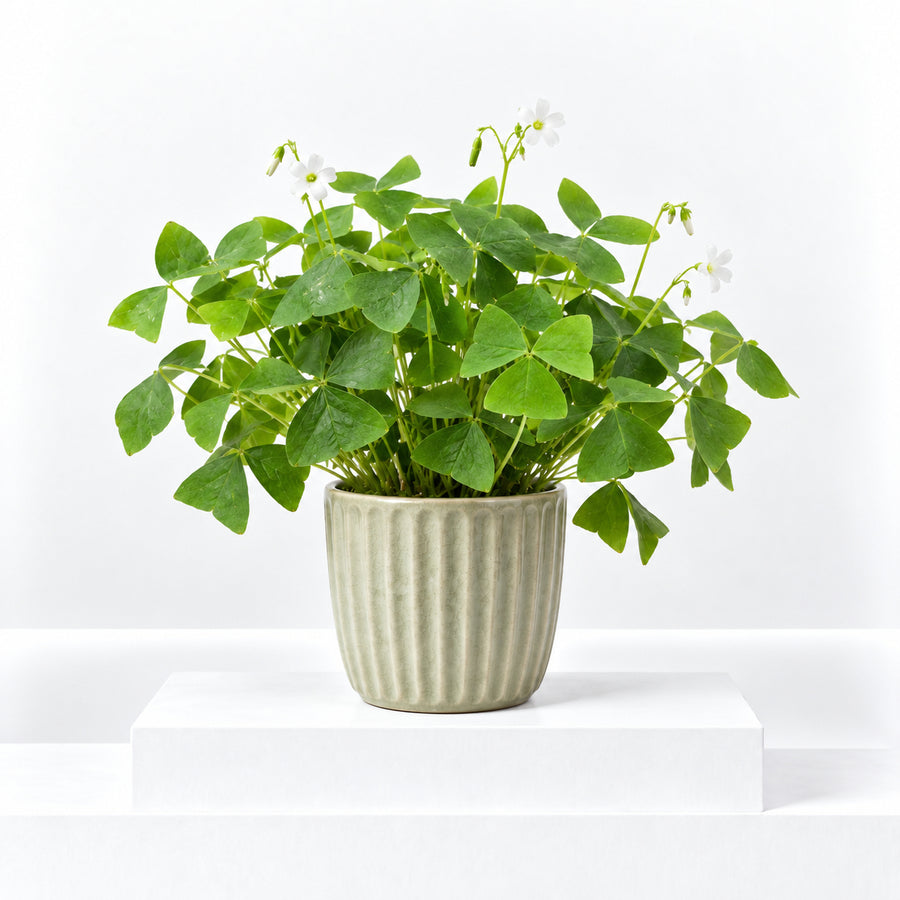 Oxalis False Shamrock Mix  3